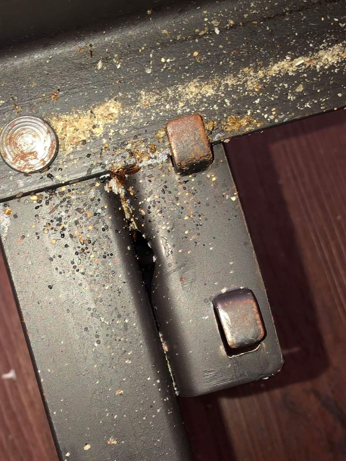 Bed bugs visible on a fabric surface