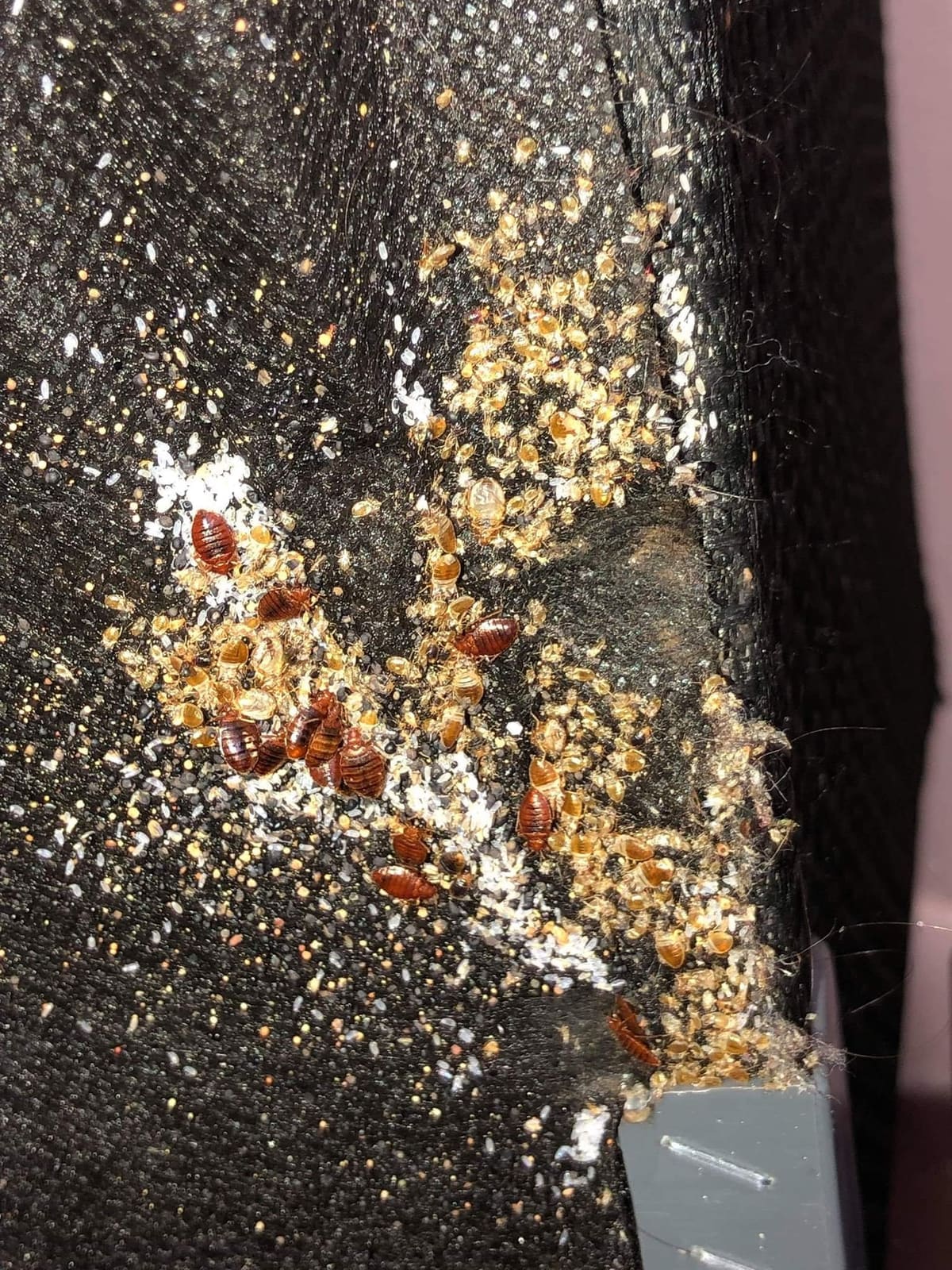 Close-up of bed bugs on bedding fabric