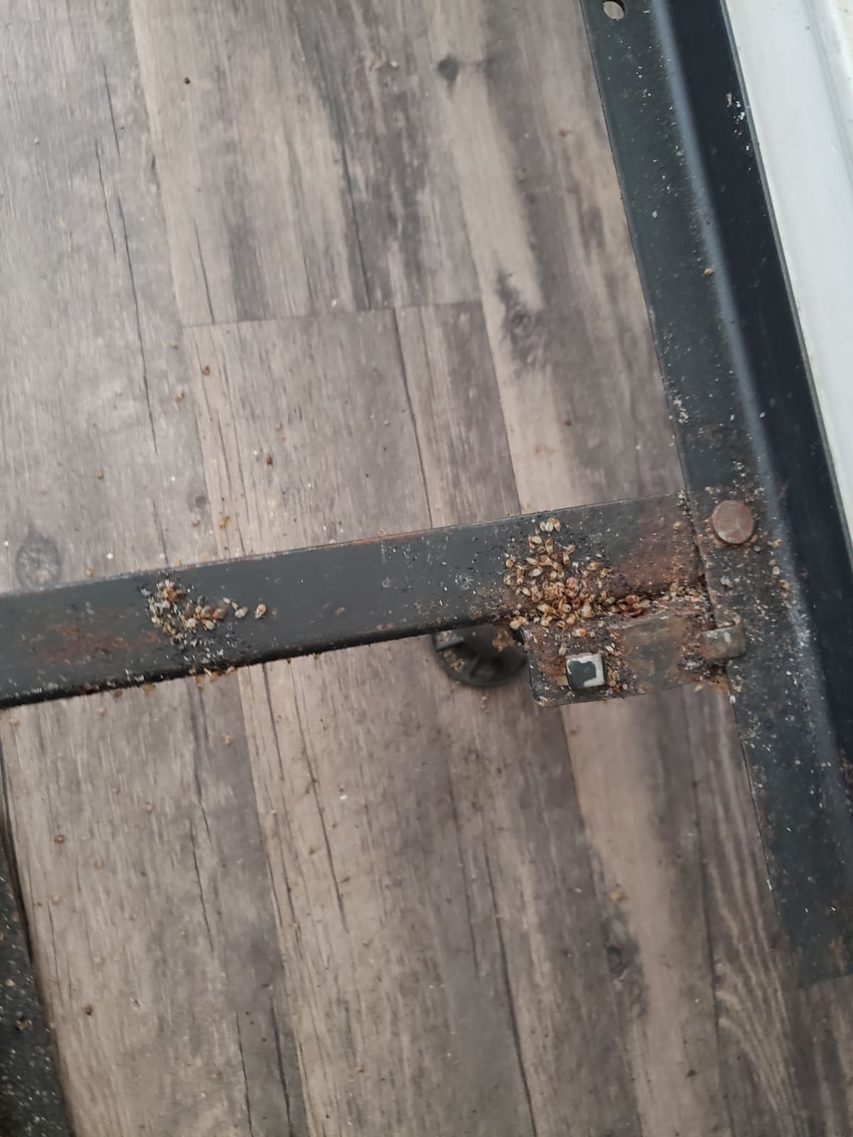 Bed bugs found along a floor edge
