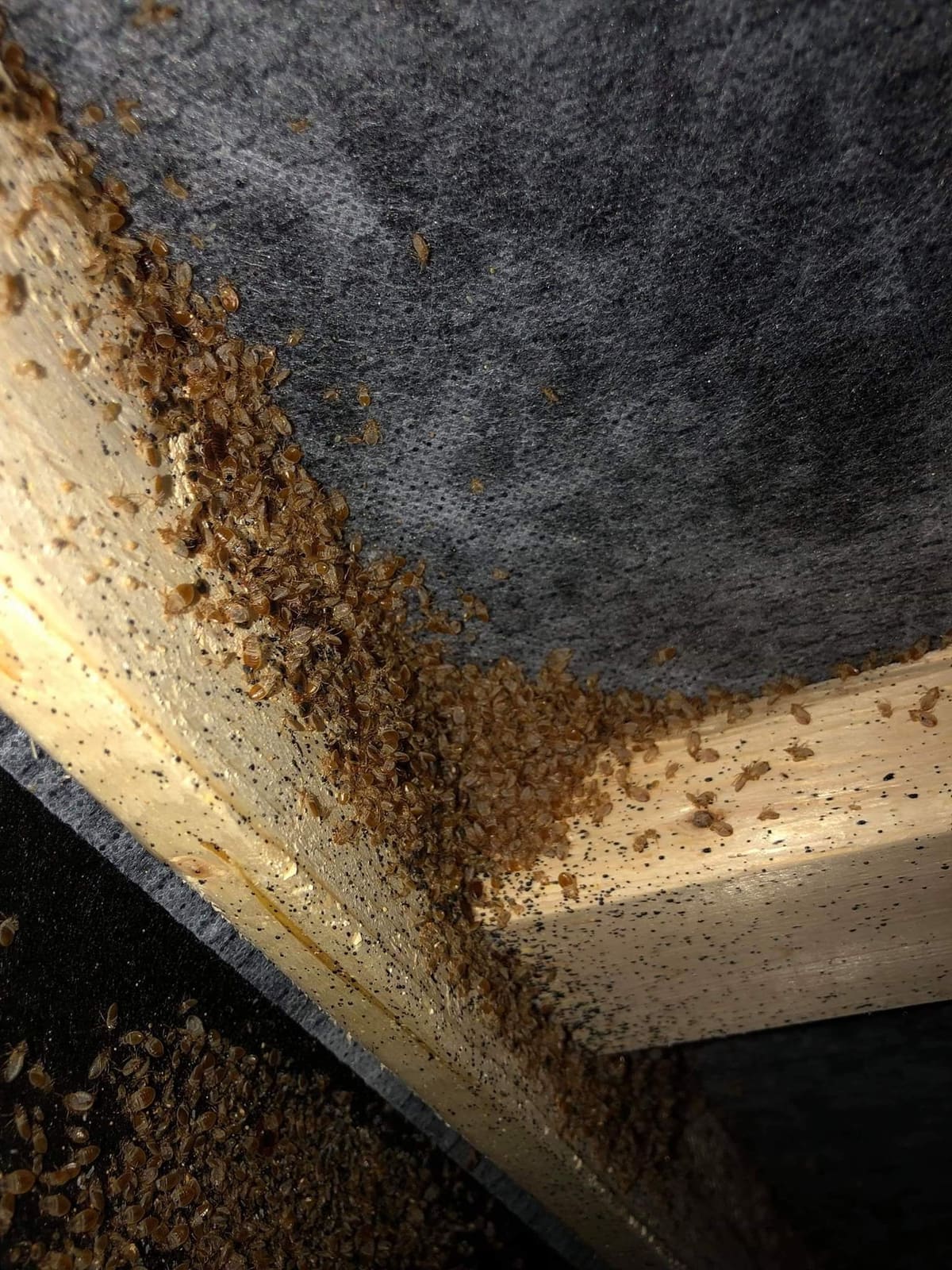 Heavy bed bug infestation on furniture seams
