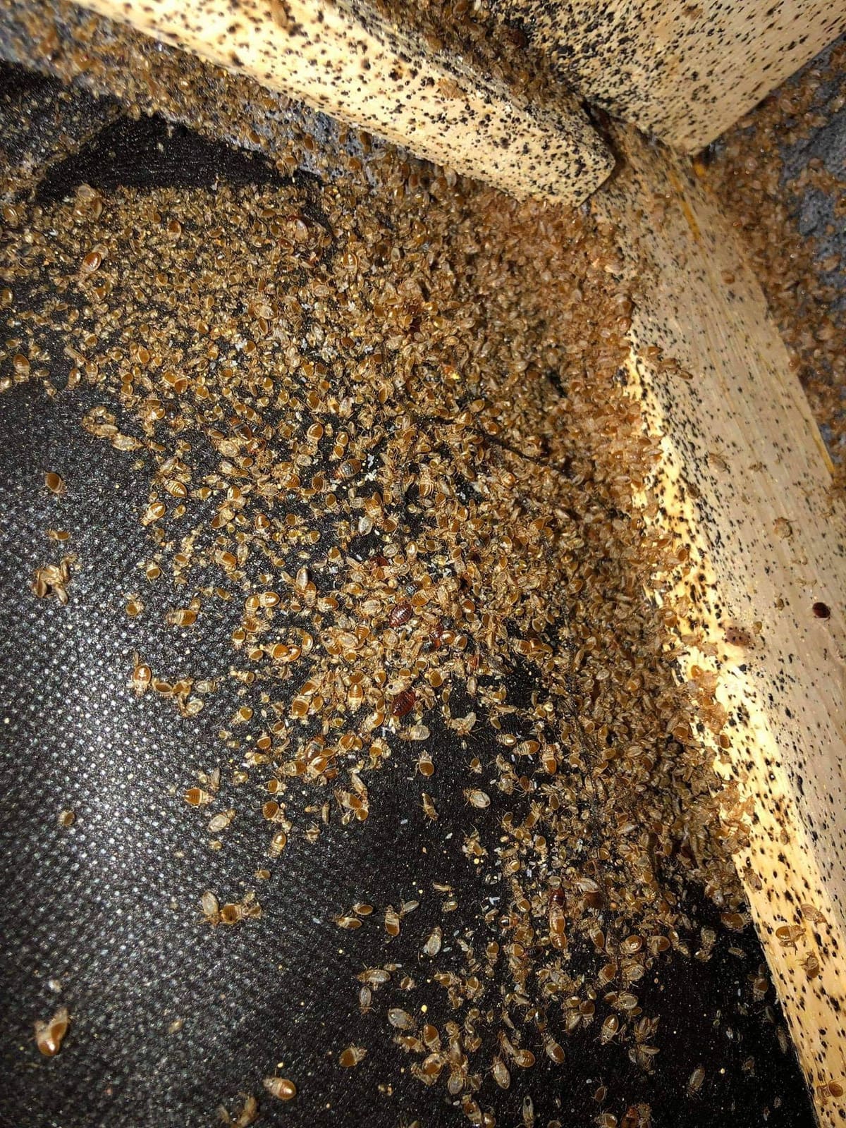 Bed bug activity documented under a bed frame