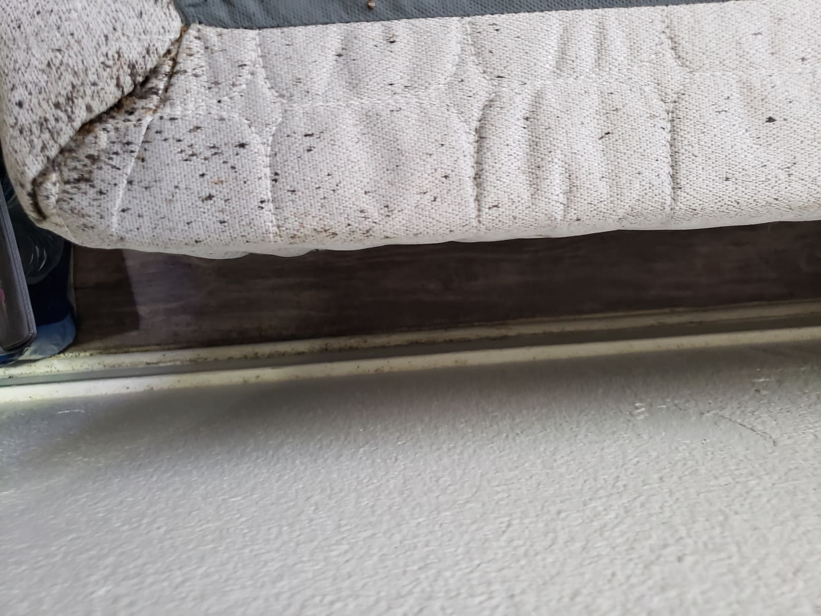 Bed bugs along a mattress seam