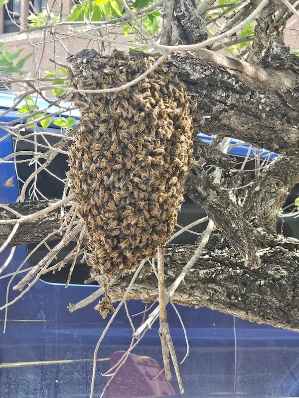 Bees found on a customer property