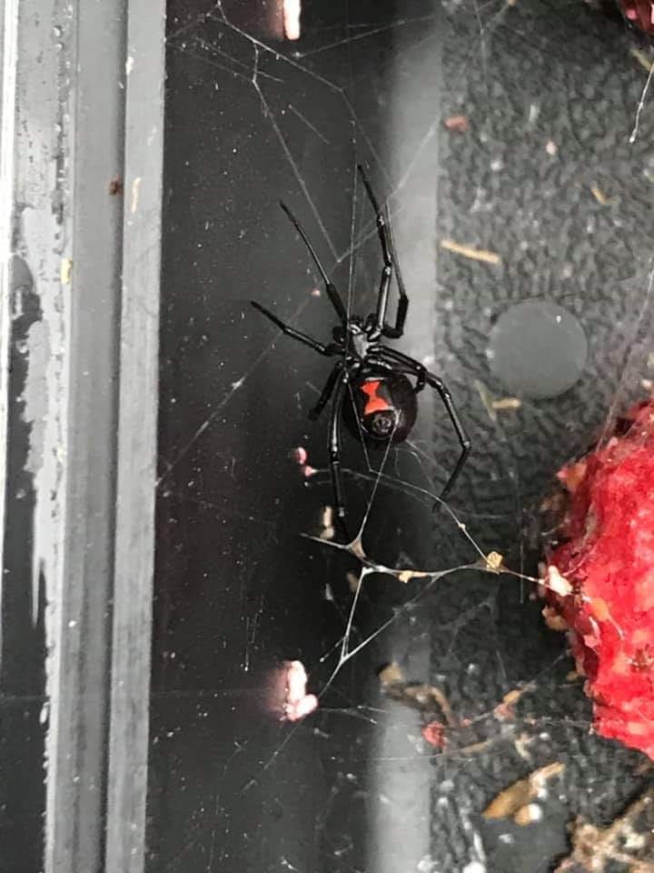 Black widow spider identified on a property
