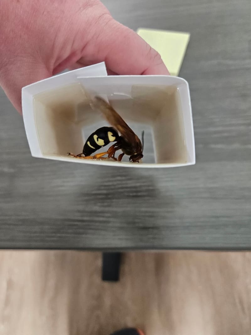 Large solitary wasp (Sphecius speciosus), 1–2 in. long, black with bold yellow markings, reddish-orange legs and amber wings. Not usually aggressive; only females can sting, when threatened. Nests in burrows in sandy soil, lawns and garden beds, and hunts cicadas to feed its young.