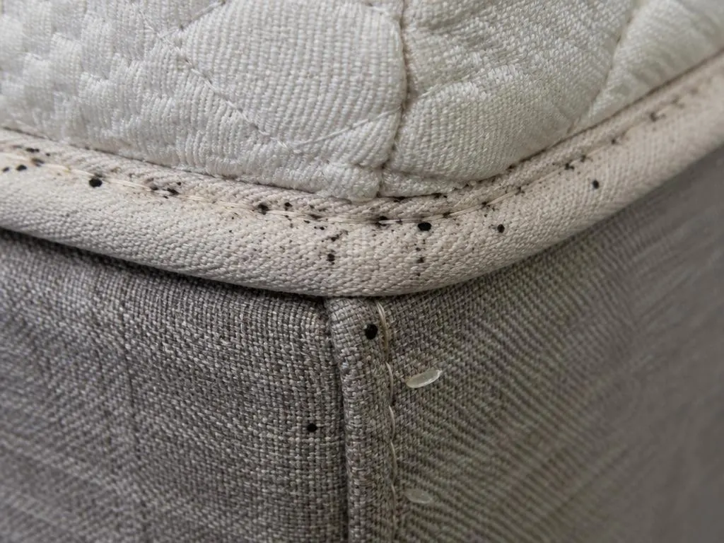 Bed Bugs