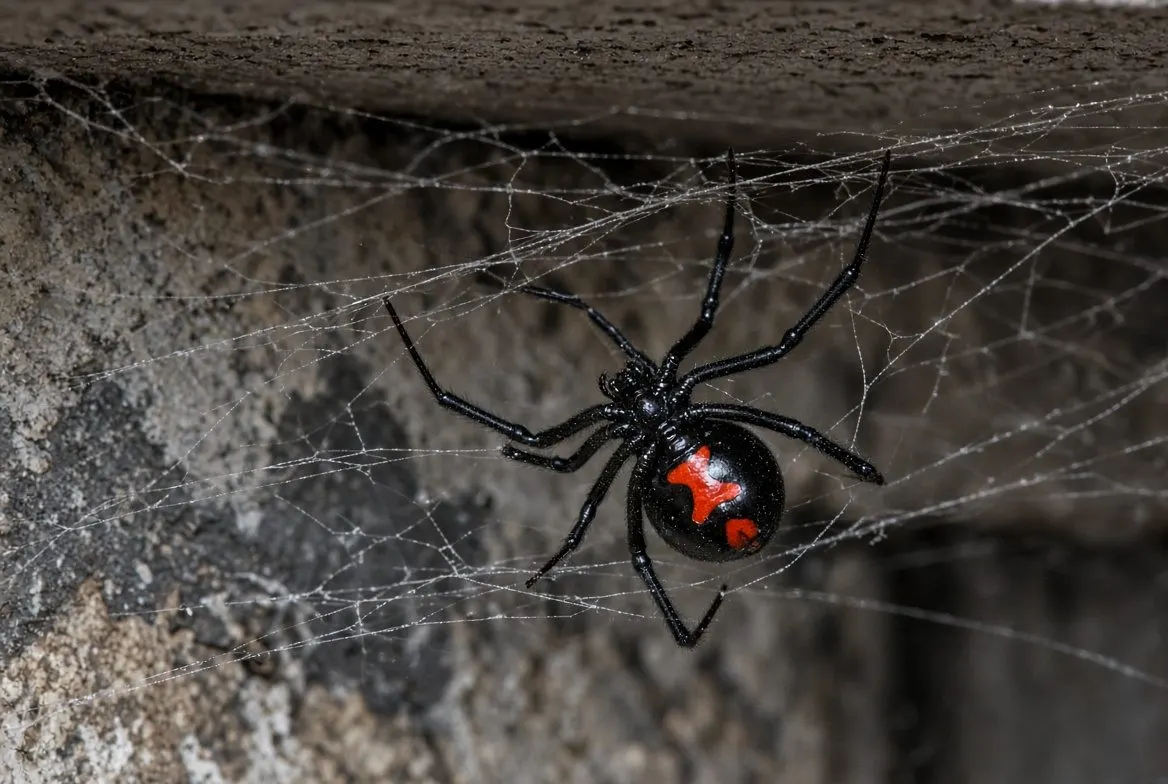 Black Widow Spiders