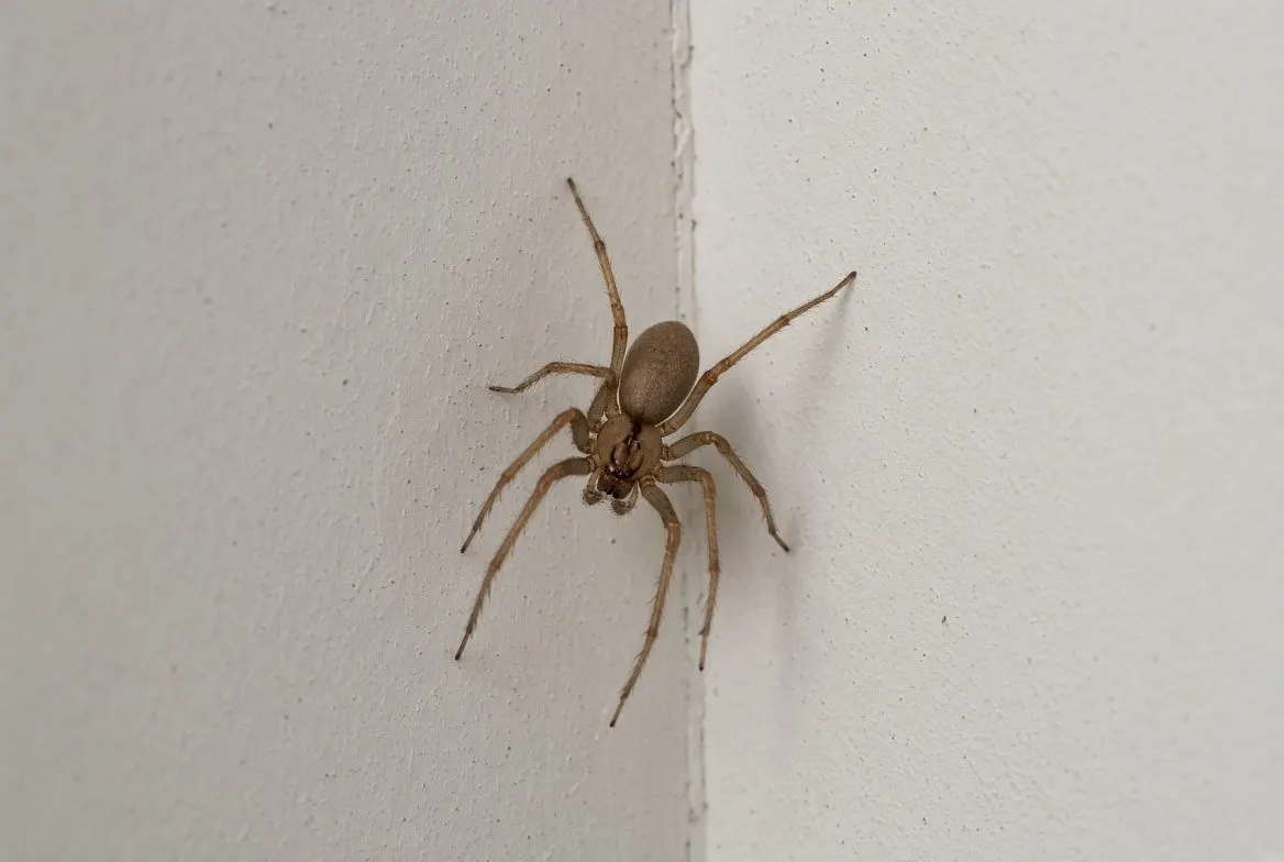 Brown Recluse Spiders
