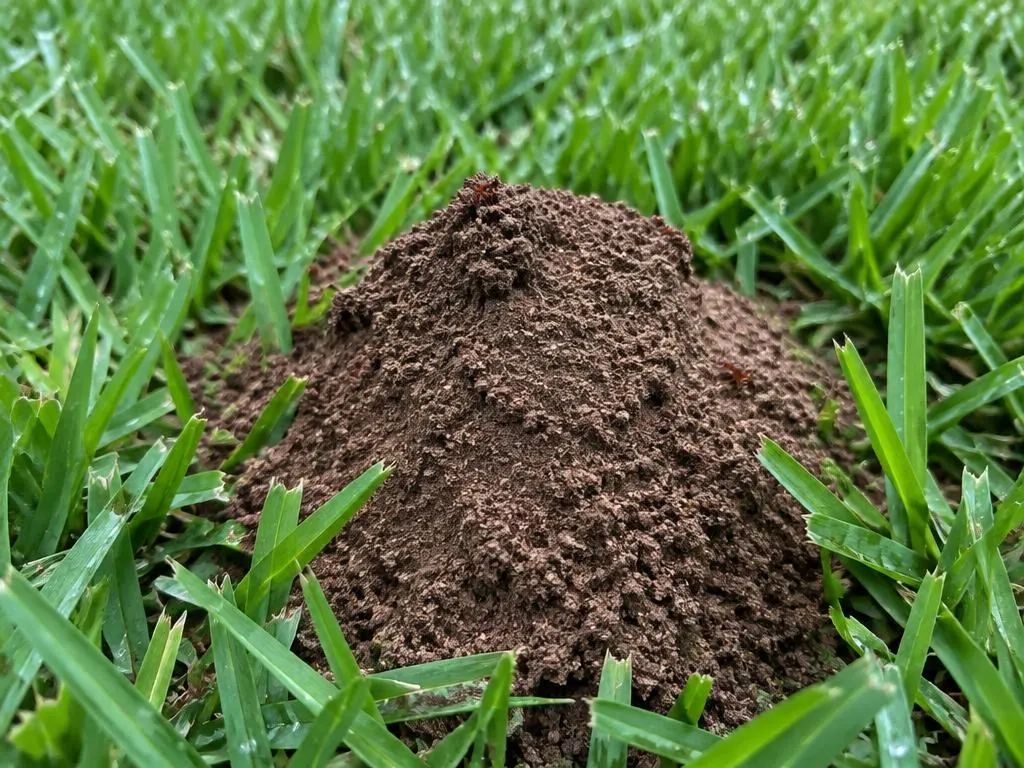 Fire Ants close-up photo
