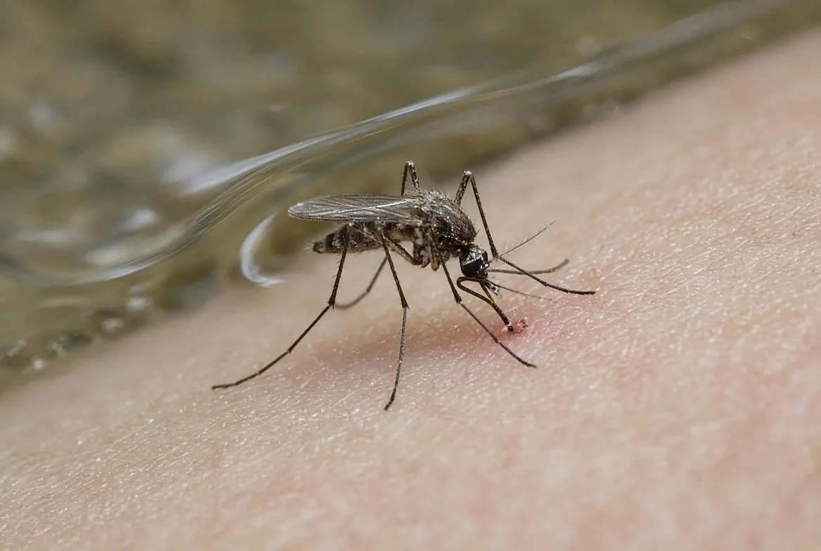 Mosquitoes close-up photo