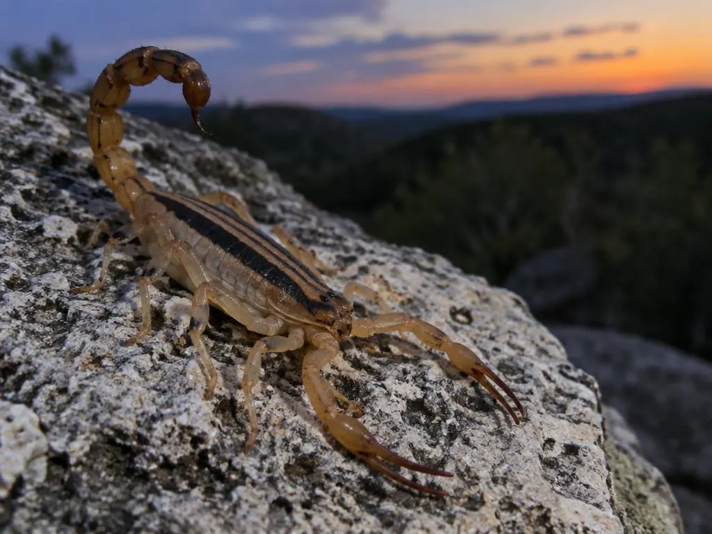 Striped Bark Scorpions