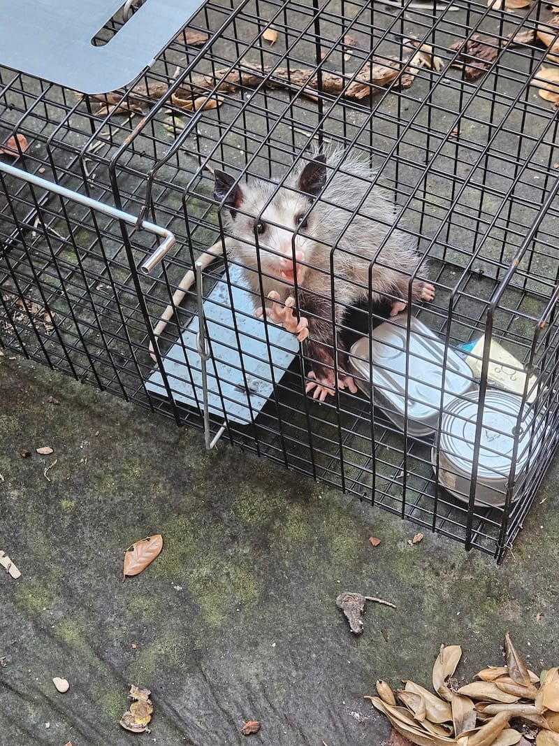 Opossum found during a wildlife job