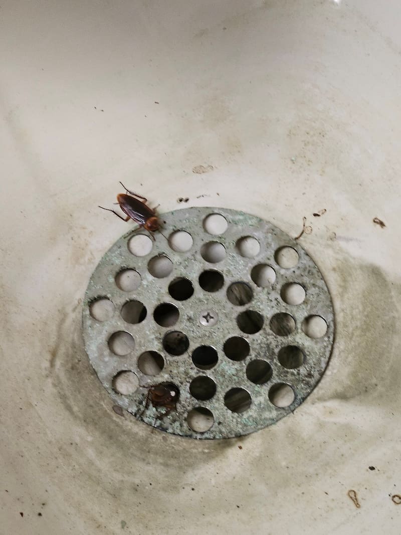 Cockroaches found during an inspection