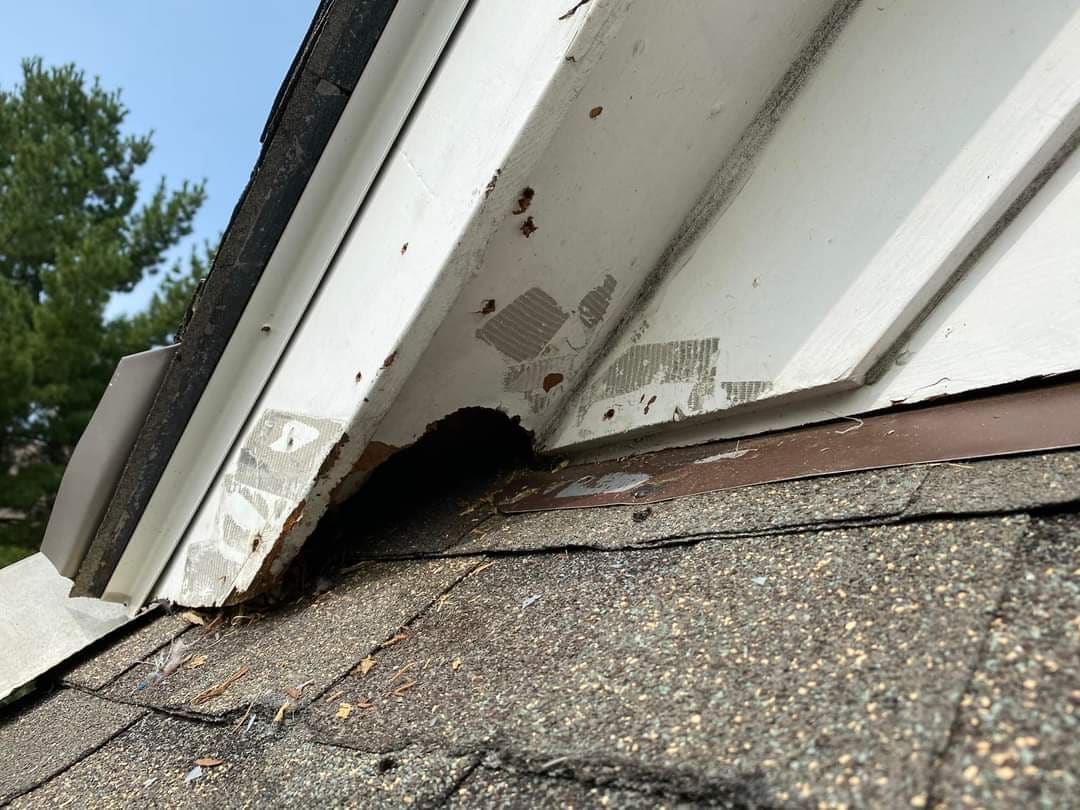Rodent entry hole at the roof edge