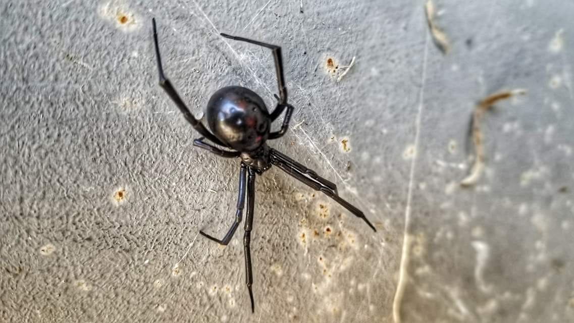 Widow spider with red hourglass or red dot markings found on a property