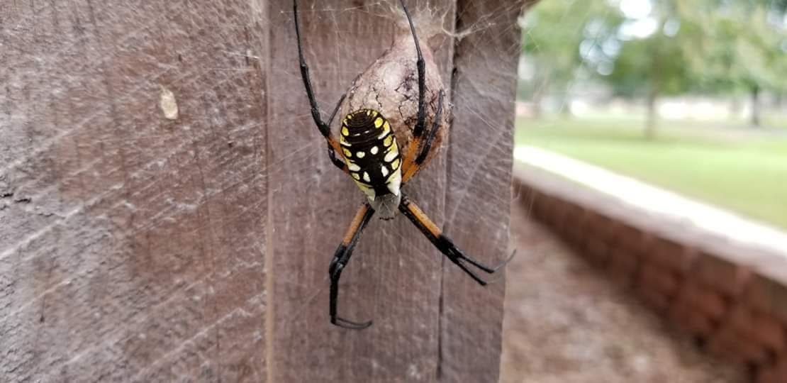 Black and yellow orb weaver spider identified in the field