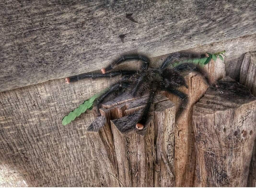 Tarantula found during an inspection