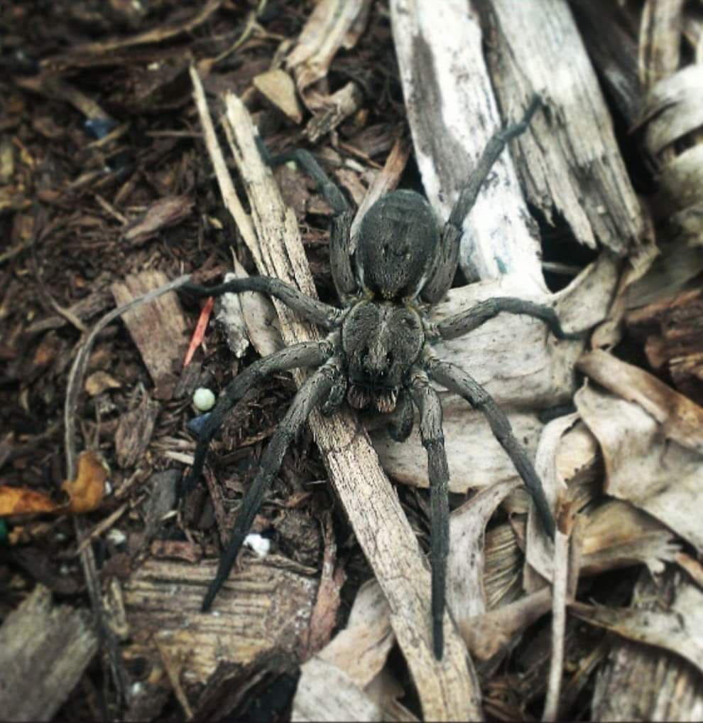 Gray spider and tarantula mix found on a customer property