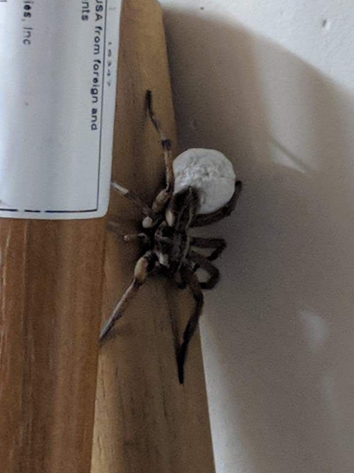 Wolf spider found during an inspection