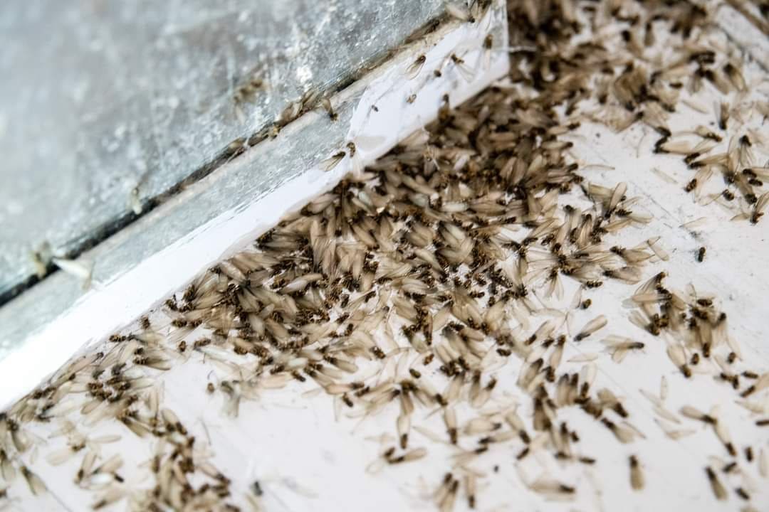 Swarming termites found on a job