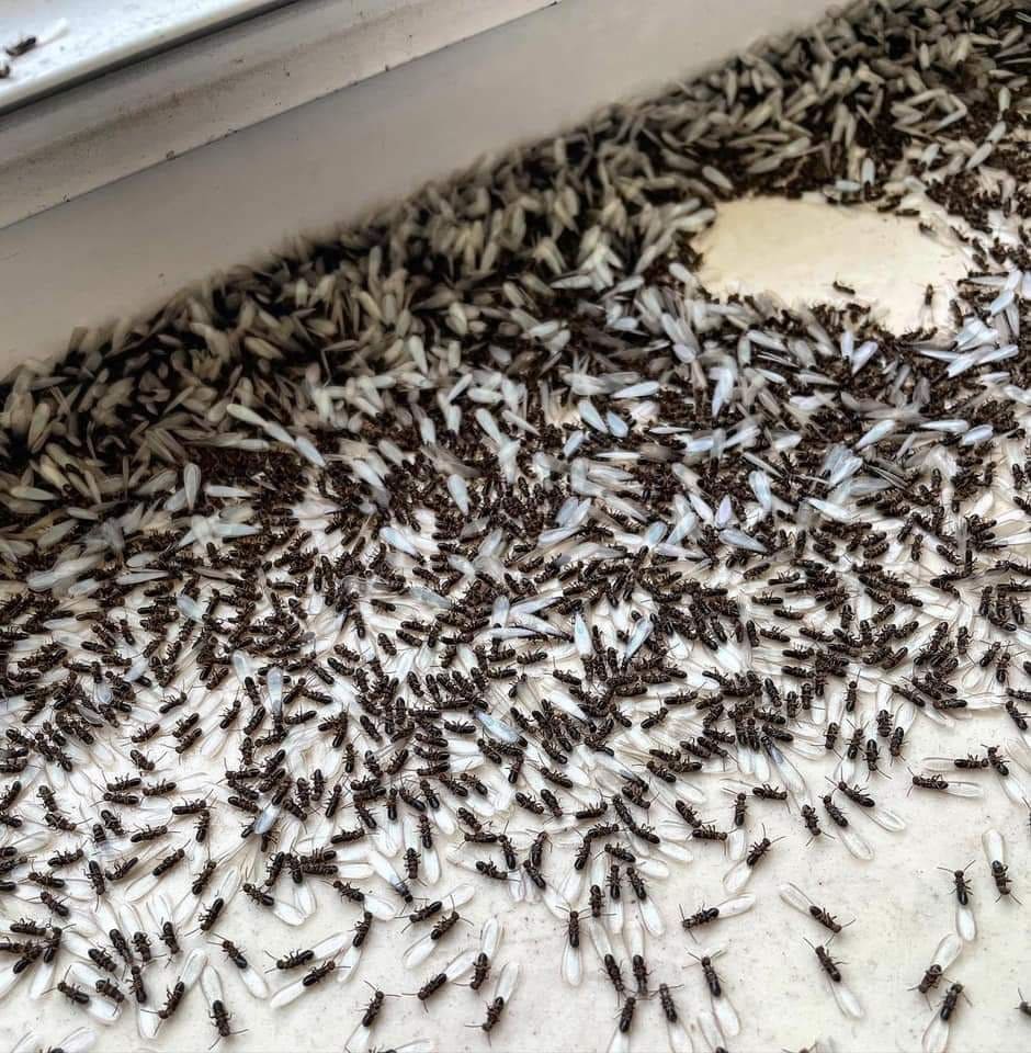 A second view of termite swarmers found on a job
