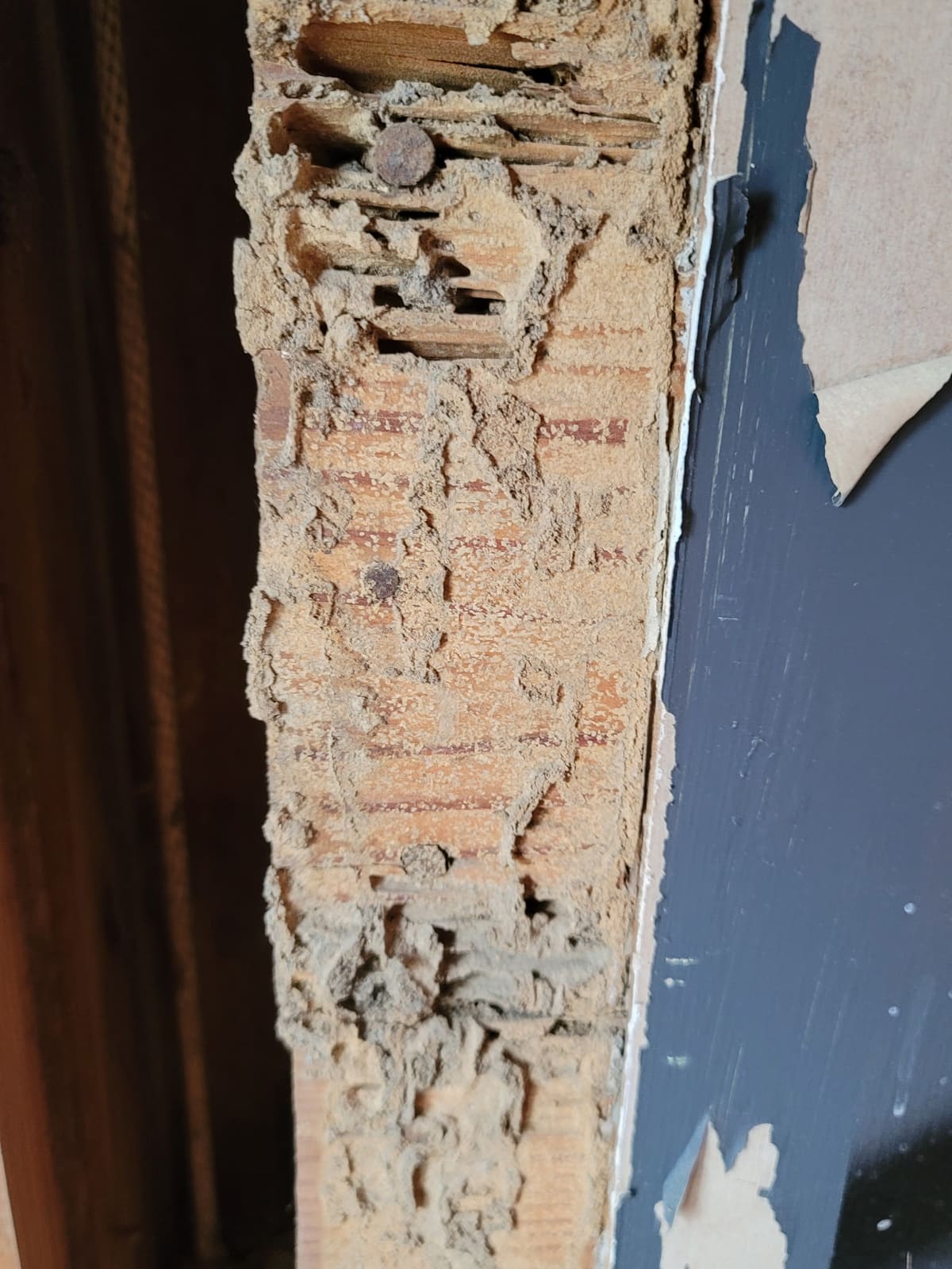 Wood board showing termite damage