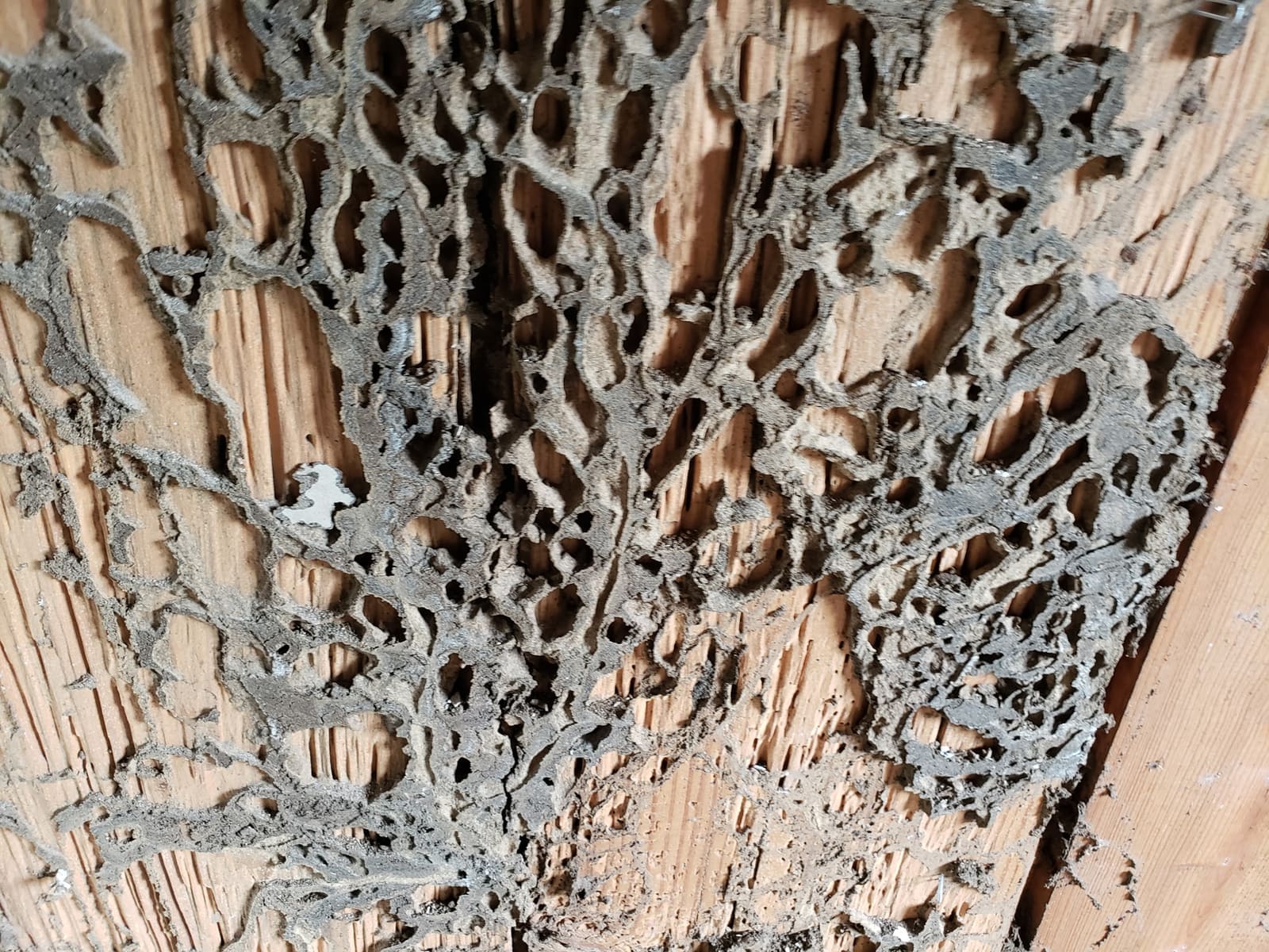 Termite nest material uncovered on site