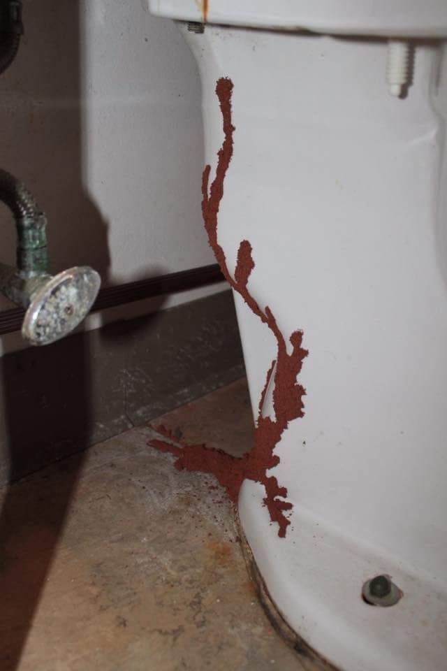 Termite activity found near bathroom plumbing