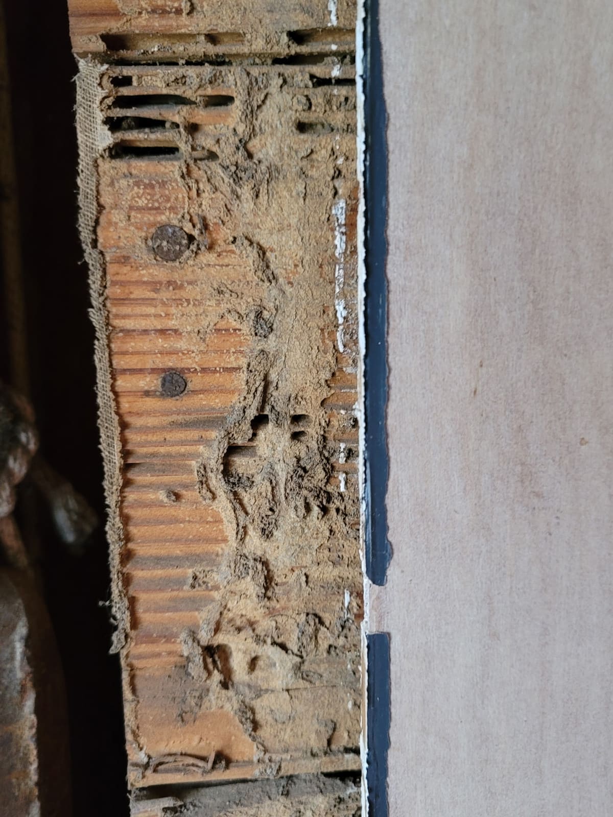 Close-up of termite-damaged wood grain