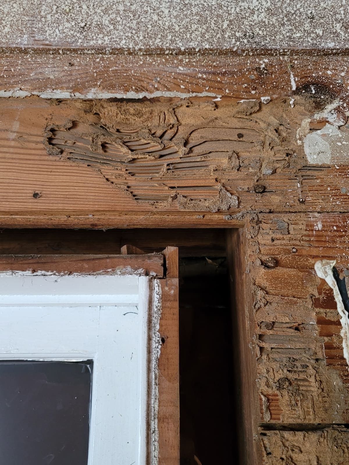 Structural wood damaged by subterranean termites