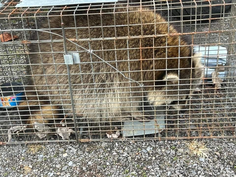 Raccoon secured in a live trap