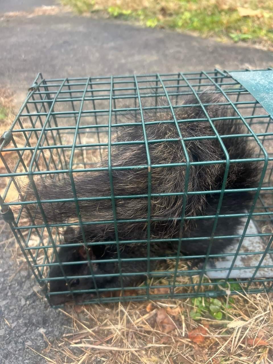 Squirrel captured during field wildlife work