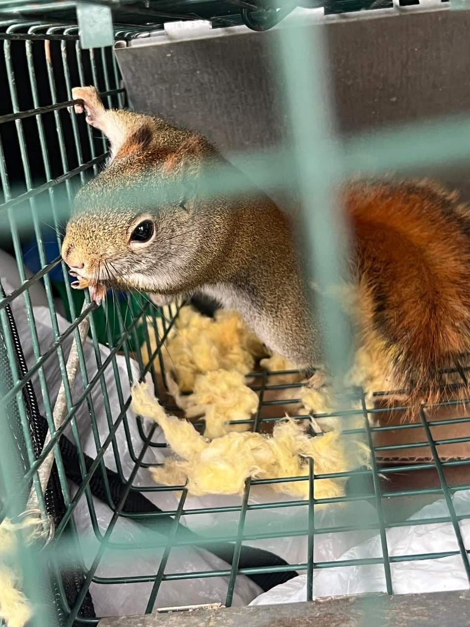 Squirrel secured in a live trap