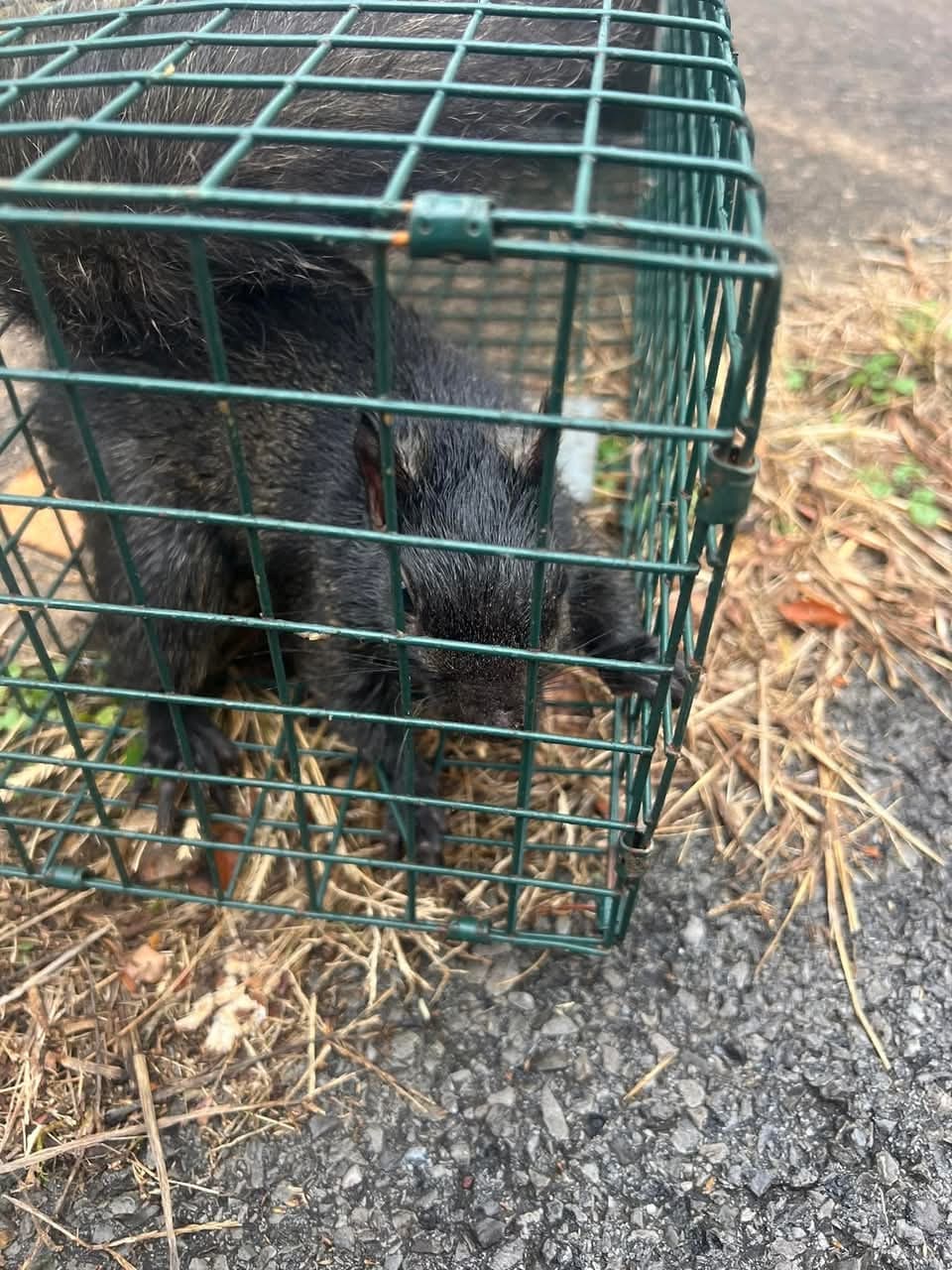 Black squirrel humanely trapped on a job