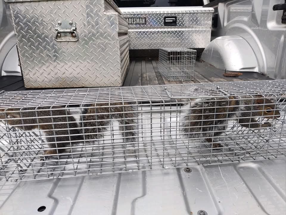 Squirrel humanely trapped during a wildlife job