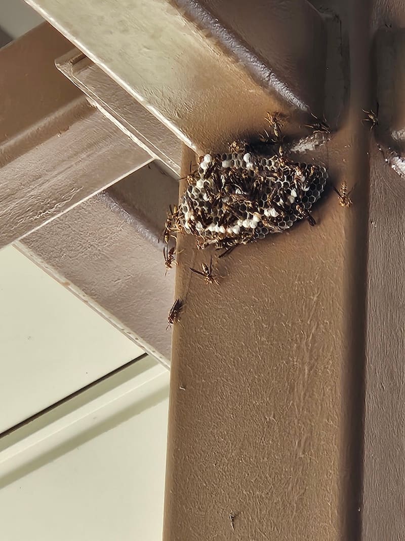 Wasp nest found on a customer property